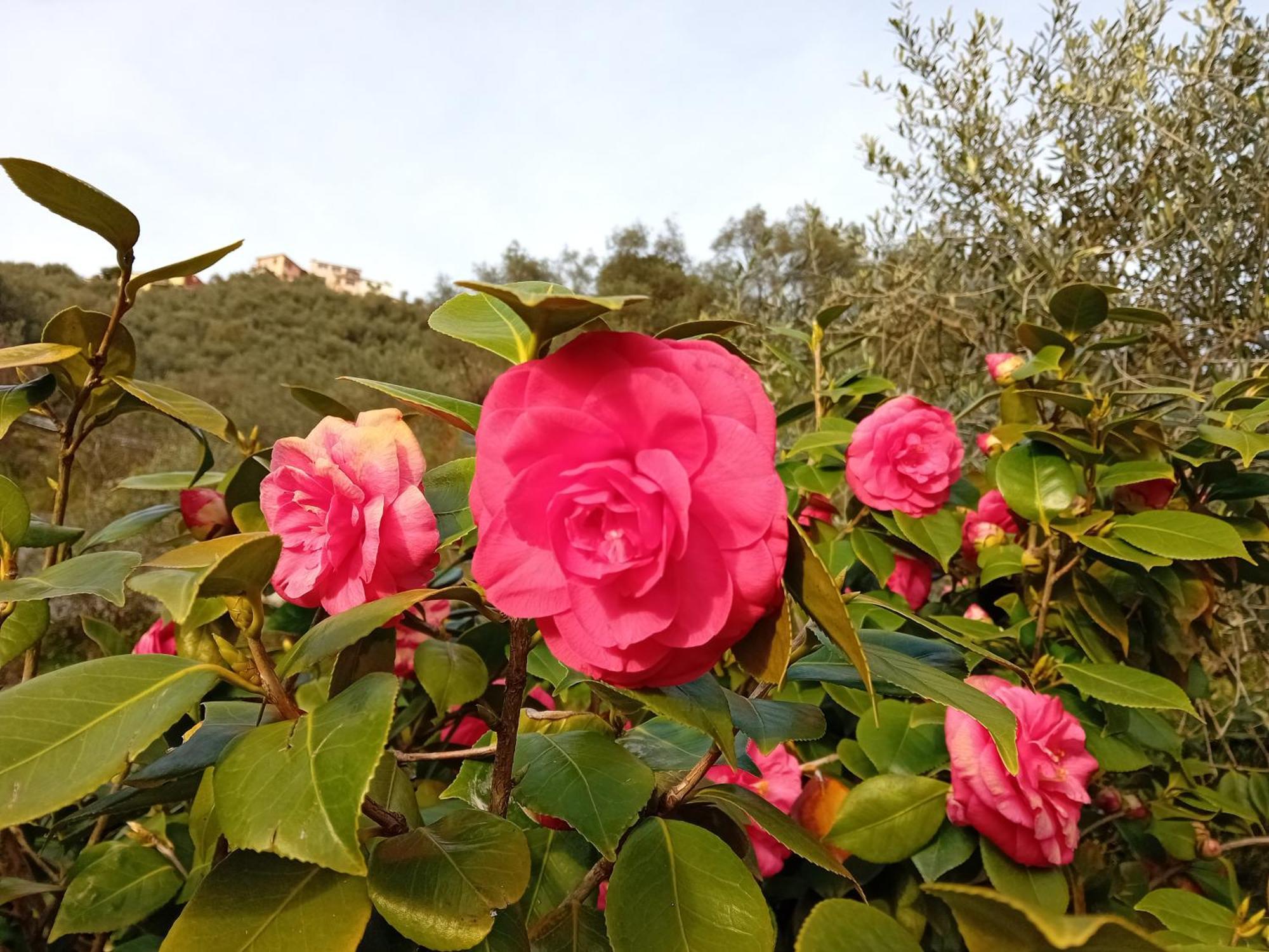 B&B Vignola Levanto Zewnętrze zdjęcie